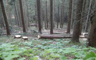 Holzeinschlag Hochleite | Die Rechtler