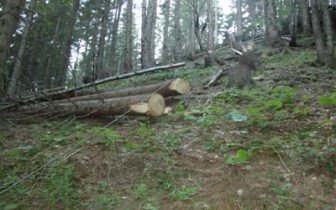 Holzeinschlag Hochleite | Die Rechtler