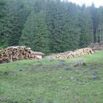 Holzeinschlag Hochleite | Die Rechtler