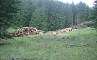 Holzeinschlag Hochleite | Die Rechtler