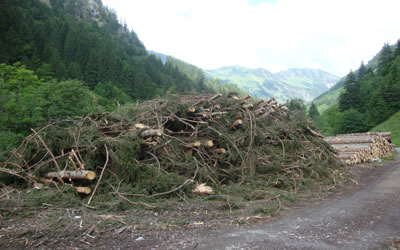 Holzeinschlag Traufbachtal | Die Rechtler