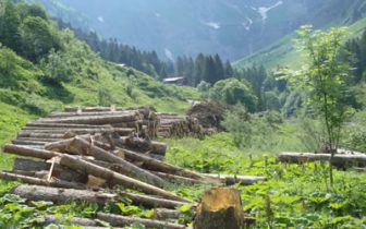 Holzeinschlag Traufbachtal | Die Rechtler